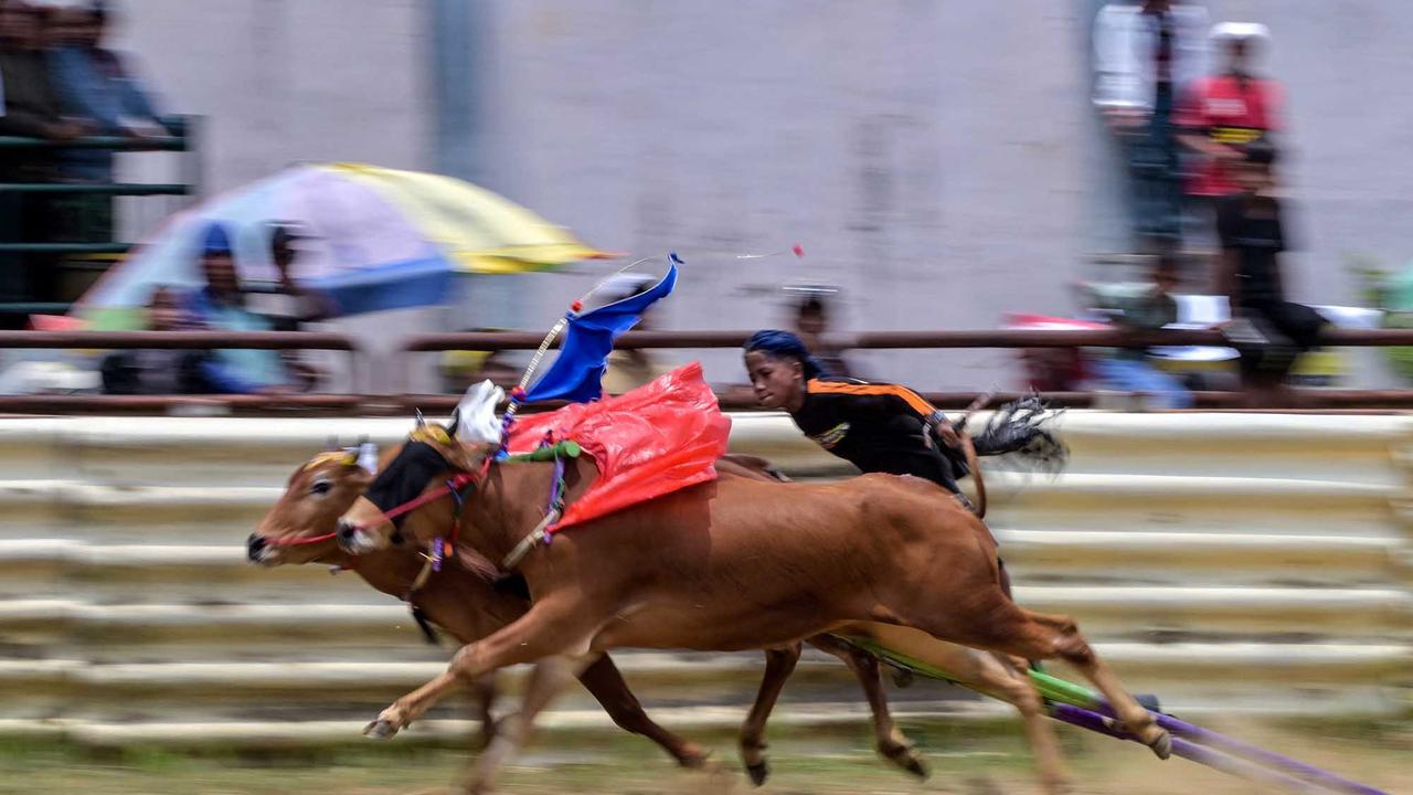 FOTO: Adu Cepat Karapan Sapi di Bangkalan Madura