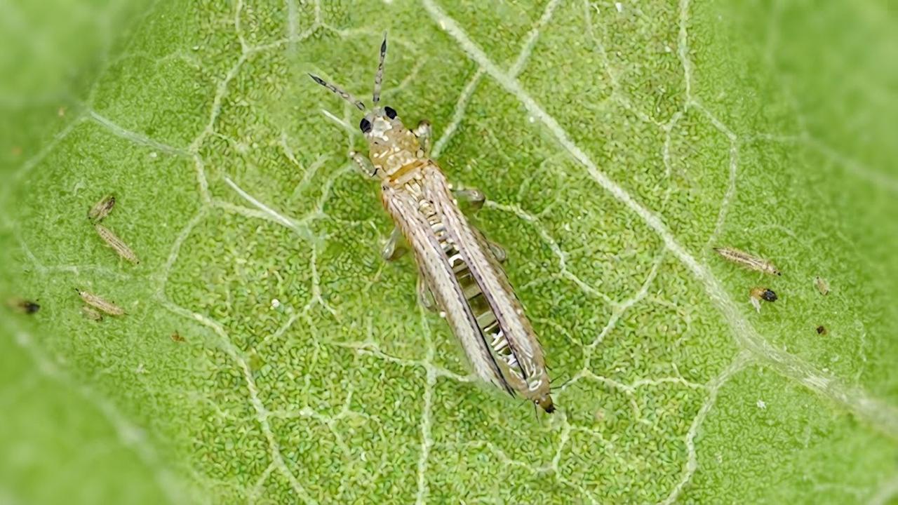 Serangga Thrips