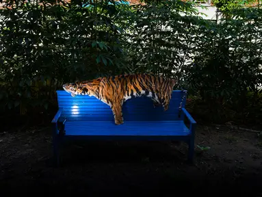 Barang bukti kulit harimau Sumatra terlihat di kantor konservasi satwa liar di Banda Aceh, Aceh, Rabu (12/12). Polisi menangkap seorang pria karena diduga membunuh harimau Sumatra dan mencoba menjual tubuh satwa dilindungi itu. (CHAIDEER MAHYUDDIN/AFP)