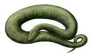 Raksasa Purba: Ular Terpanjang Sedunia Ditemukan di India, Panjangnya 15 Meter Saingan Titanoboa