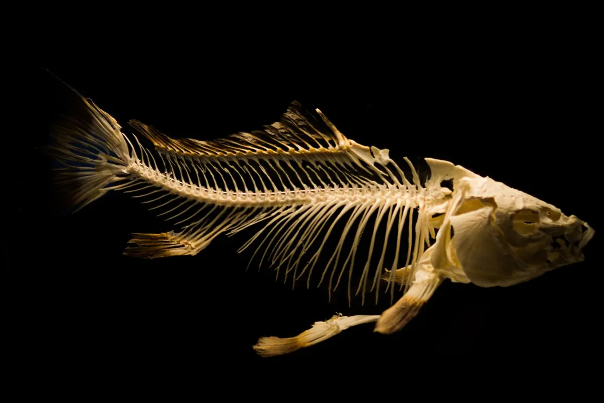Duri ikan