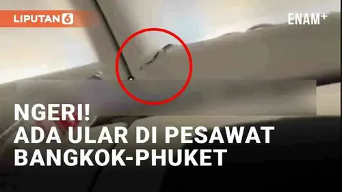 VIDEO: Ngeri! Ular di Pesawat Rute Bangkok-Phuket Bikin Cemas Penumpang