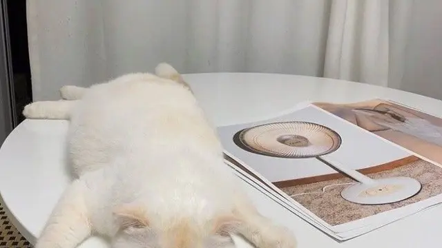 kucing mager