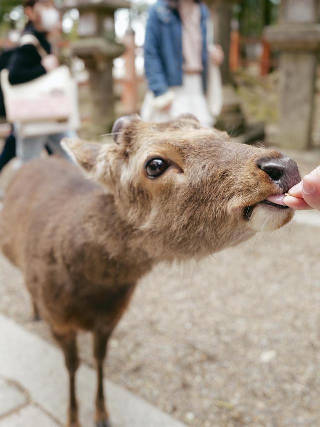 7 Potret Seru Anya Geraldine Main Bareng Rusa di Kota Nara