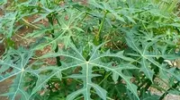Rahasia Kandungan Alami Daun Gedi, Jaga Fungsi Jantung Optimal
