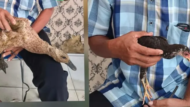 Bebek dan ayam milik petani dicuri maling