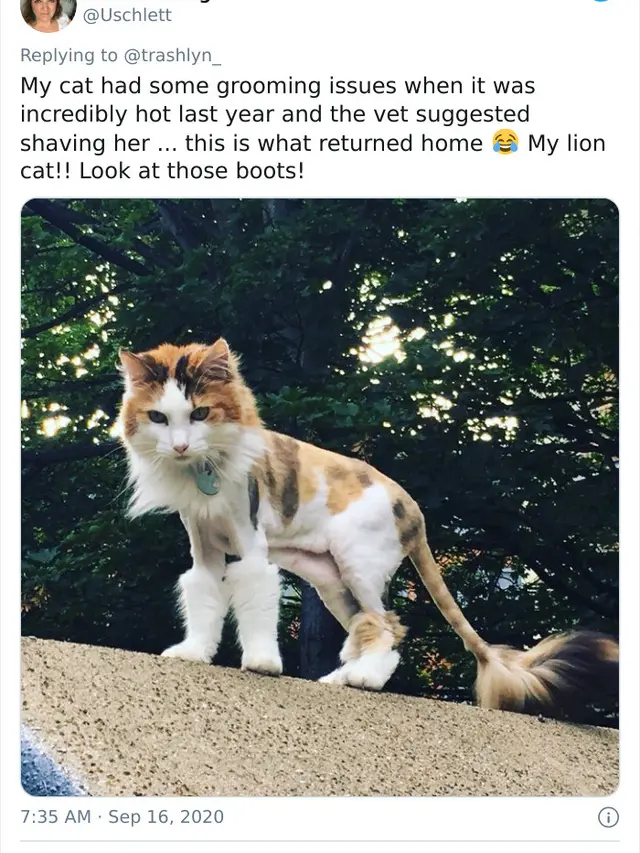 Potret Kucing Dengan Bulu Aneh Setelah Operasi, Bikin Geli. (Sumber: boredpanda)
