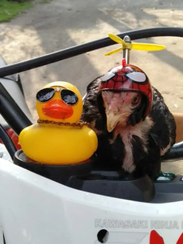 6 Helm untuk Ayam Ini Anti-mainstream, Bikin Ngakak
