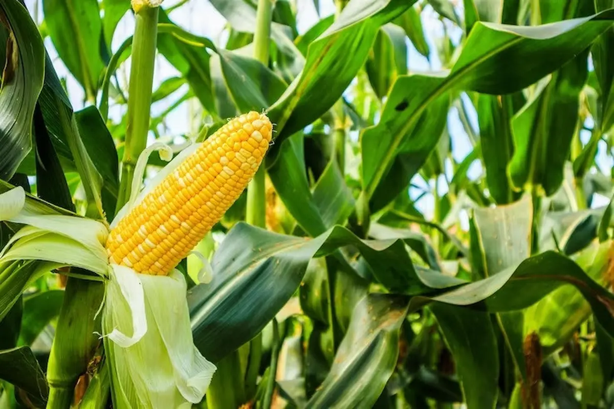 Jagung kendeng
