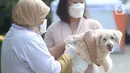 Paramedis menyuntikkan vaksin anti rabies kepada seekor anjing di Kecamatan Duren Sawit, Jakarta, Selasa (7/6/2022). Vaksin rabies yang diberikan secara gratis ini untuk menghindari dan mengantisipasi penyebaran penyakit rabies kepada hewan peliharaan. (merdeka.com/Imam Buhori)