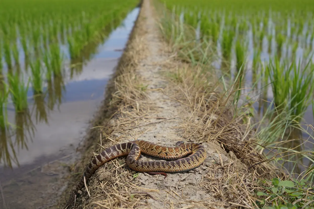Ilustrasi ular di sawah (Foto: Reve Art AI)