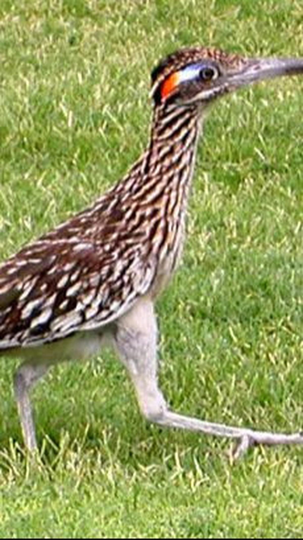 6. Roadrunner atau Burung Chapparal<br>