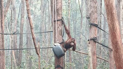 Asap Karhutla Selimuti Kalteng, 21 Orangutan Mengidap ISPA
