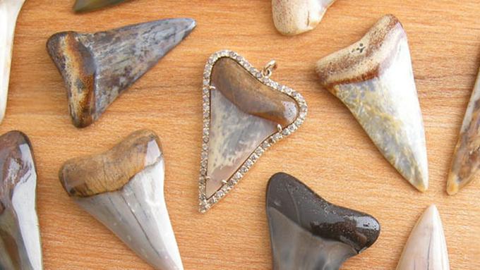 Download 50 Koleksi Gambar Gigi Ikan Hiu Keren Gratis