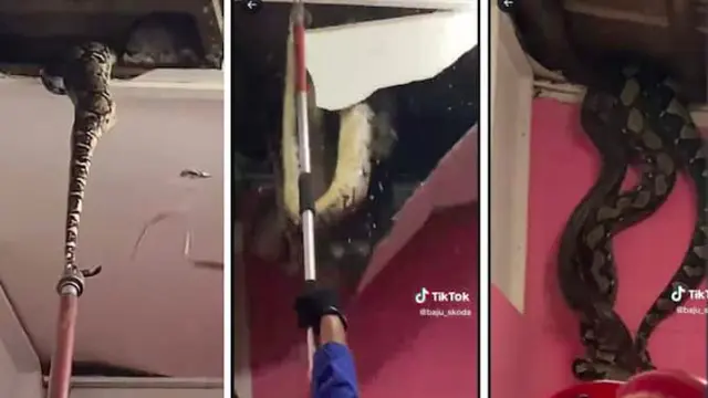 viral proses evakuasi ular piton dari plafon rumah