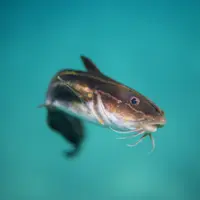 ilustrasi mimpi ikan lele/Will Turner/unsplash