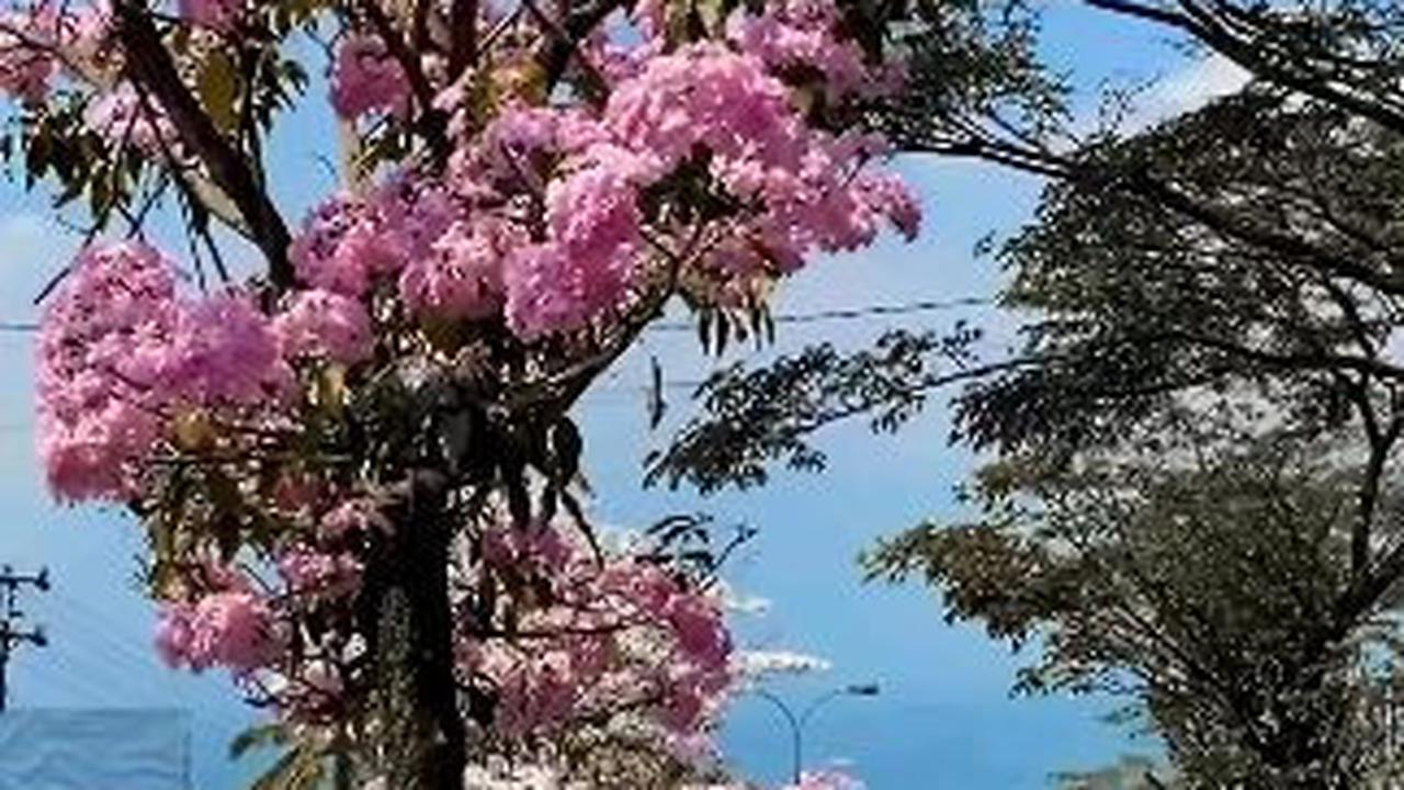 Indahnya Tabebuya yang Sedang Berbunga di Salatiga, Serasa di Negeri Sakura Jepang