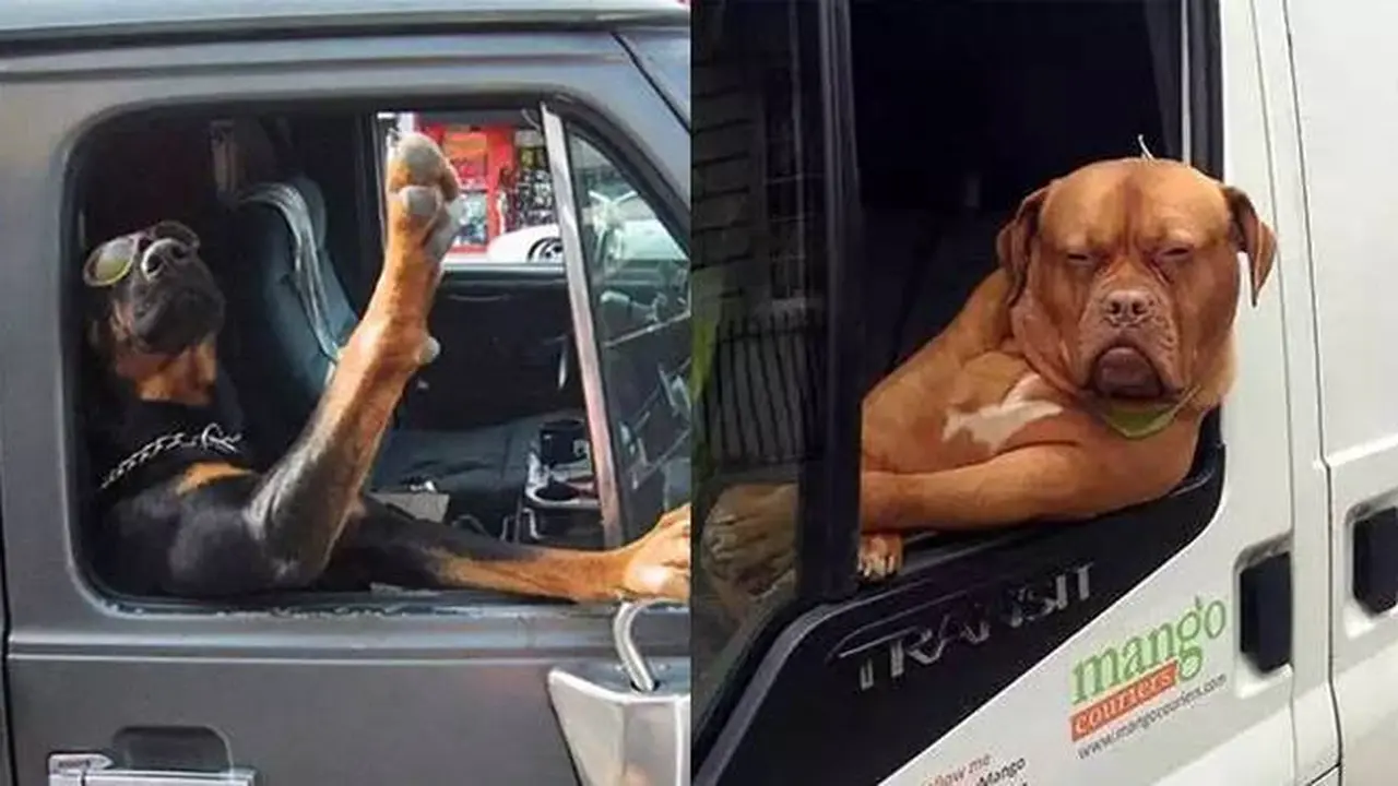 7 Potret Anjing saat Diajak Naik Mobil Ini Ekspresinya Kocak