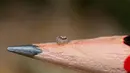 Spesies baru ditemukan yaitu Laba-laba merak Australia. Laba-laba dengan ukuran yang kecil ini mempunyai corak warna yang indah. (Reuters/Jurgen Otto)