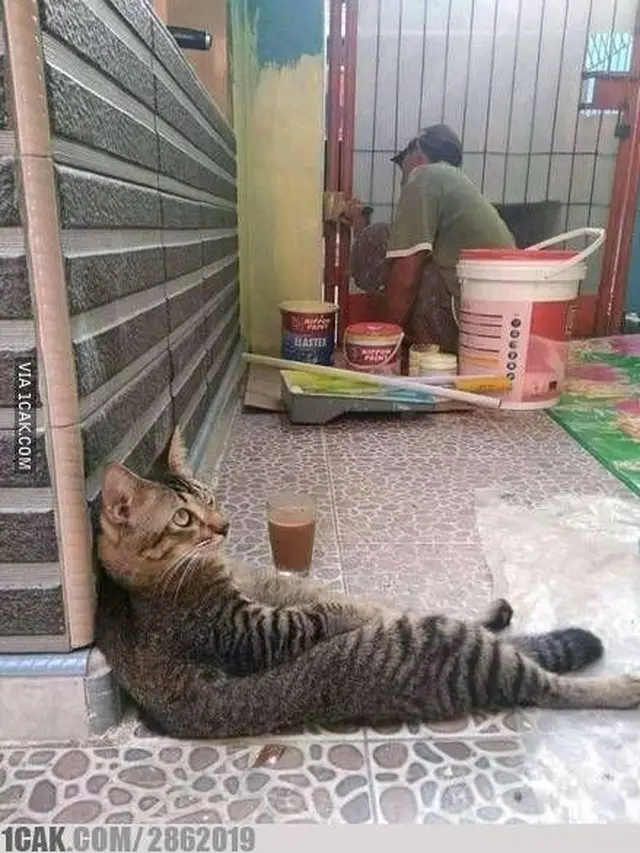 6 Tingkah Kucing Ikut Proyek Kuli Bangunan Ini Nyeleneh