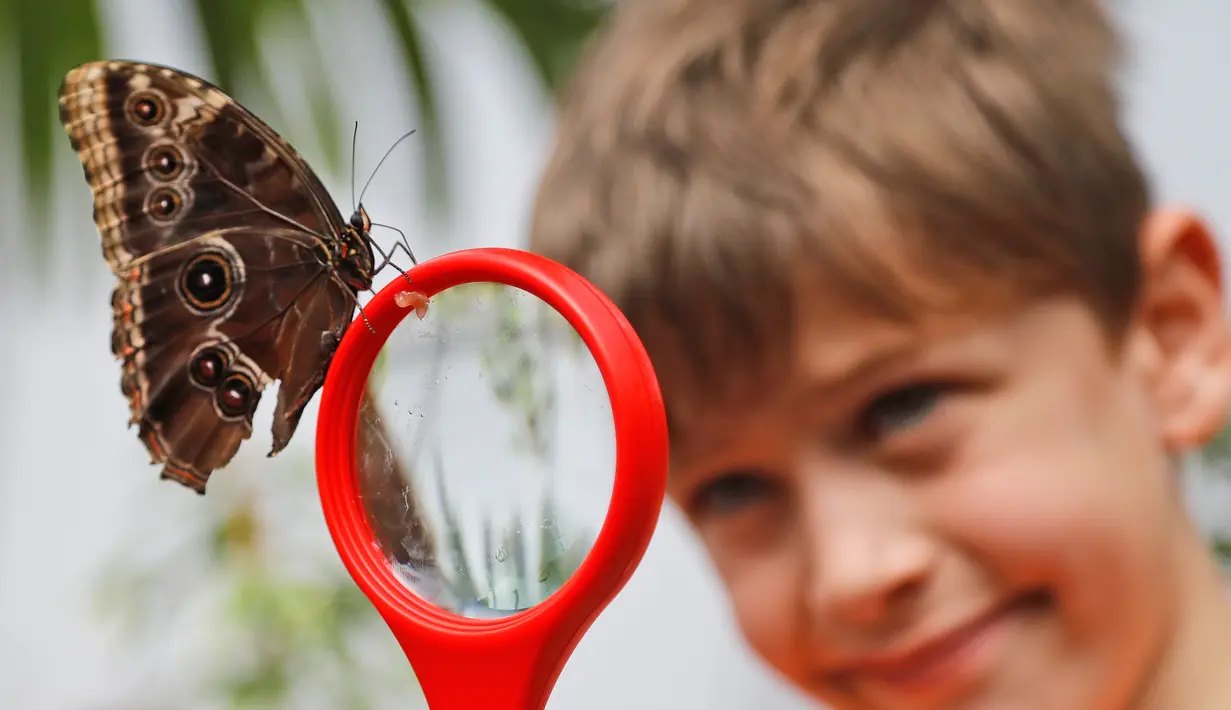 Seorang anak melihat kupu-kupu melalui kaca pembesar di Museum Sejarah Alam di London, Inggris (30/3). Ratusan kupu-kupu tropis dipamerkan dalam acara Sensasional Butterflies. (AP Photo / Frank Augstein)