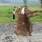 Warga gotong-royong membangun irigasi untuk mengairi sawah mereka pasca Bendungan Cipamingkis jebol. (Liputan6.com/Achmad Sudarno)