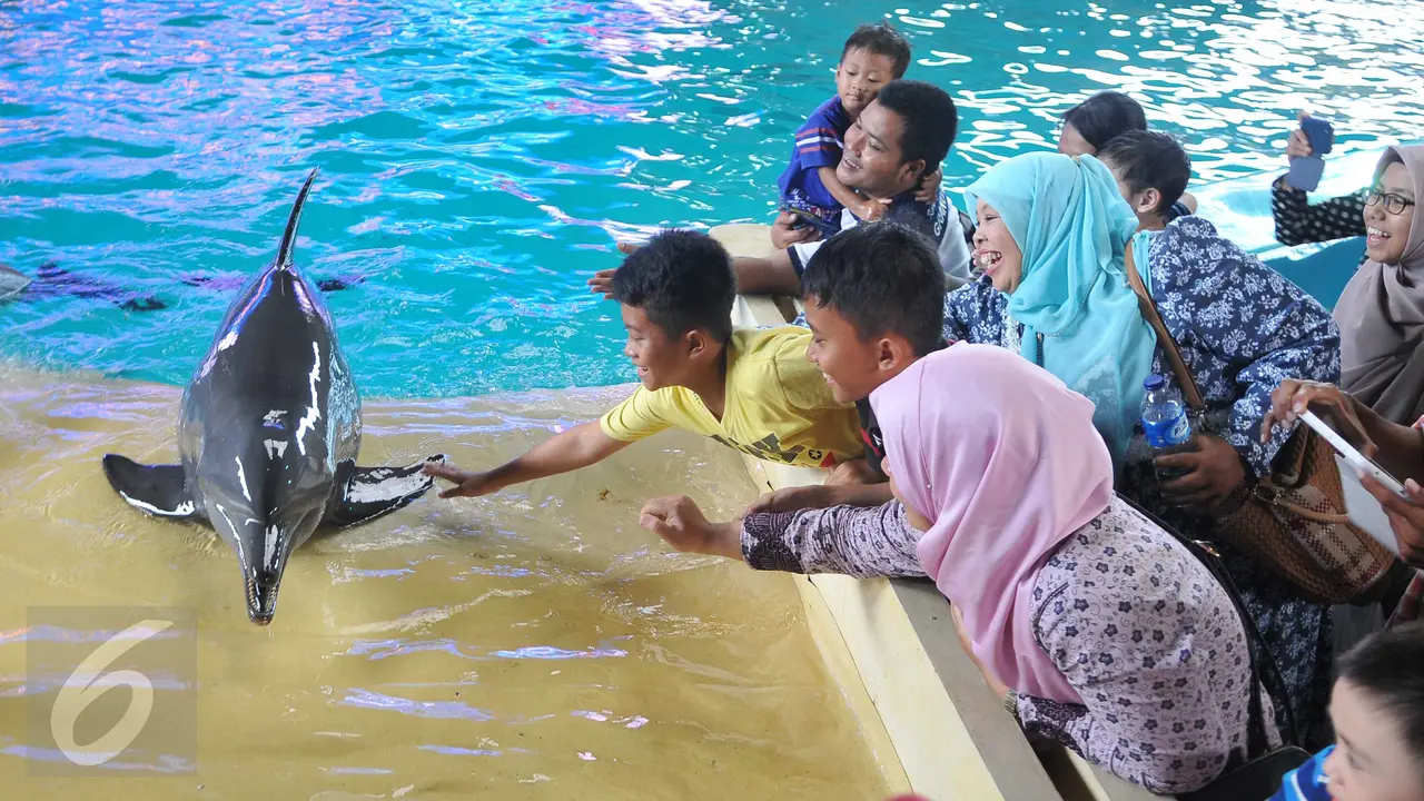 20151225- Aksi Lucu Lumba-lumba saat Libur Natal-Jakarta-Gempur M Surya