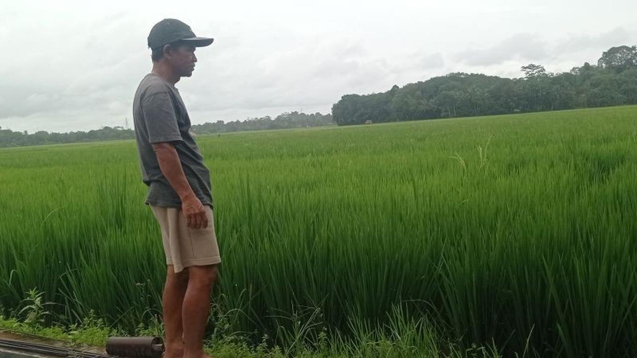 Petani Lebak Siaga Hadapi Ancaman Banjir dan Serangan Hama di Musim Hujan