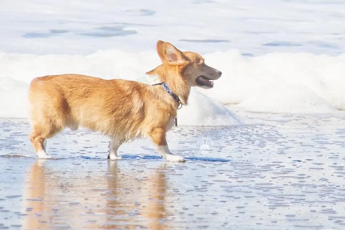 Anjing Corgi