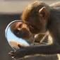 Reaksi seekor monyet ketika memandangi bayangan dirinya sendiri dari kaca spion sepeda motor milik pengunjung kuil di Jaipur, negara bagian Rajasthan, India, 16 Desember 2016. (AFP PHOTO/DOMINIQUE Faget)