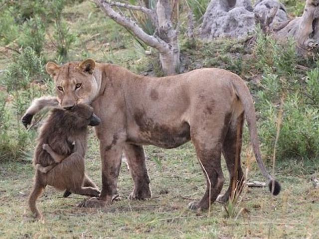Foto Monyet Kecil Lucu Berdua - Gambar Ngetrend dan VIRAL