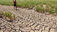 Kekeringan melanda sebagian wilayah Filipina, akibat hantaman El Nino berkepanjangan (AFP)