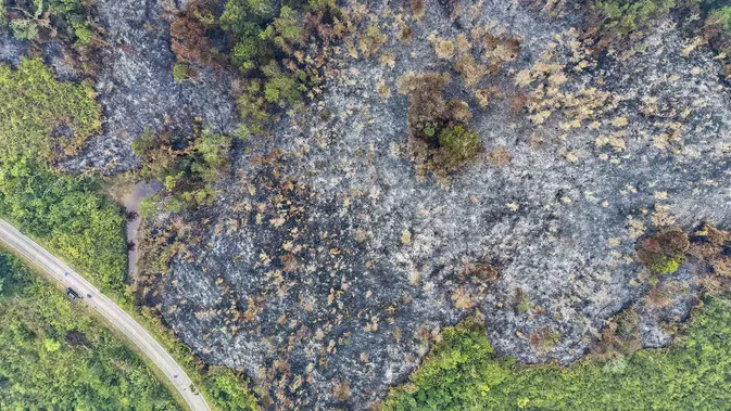 Kebakaran Hutan Kalbar Meluas, Tembus 48 Ribu Hektare