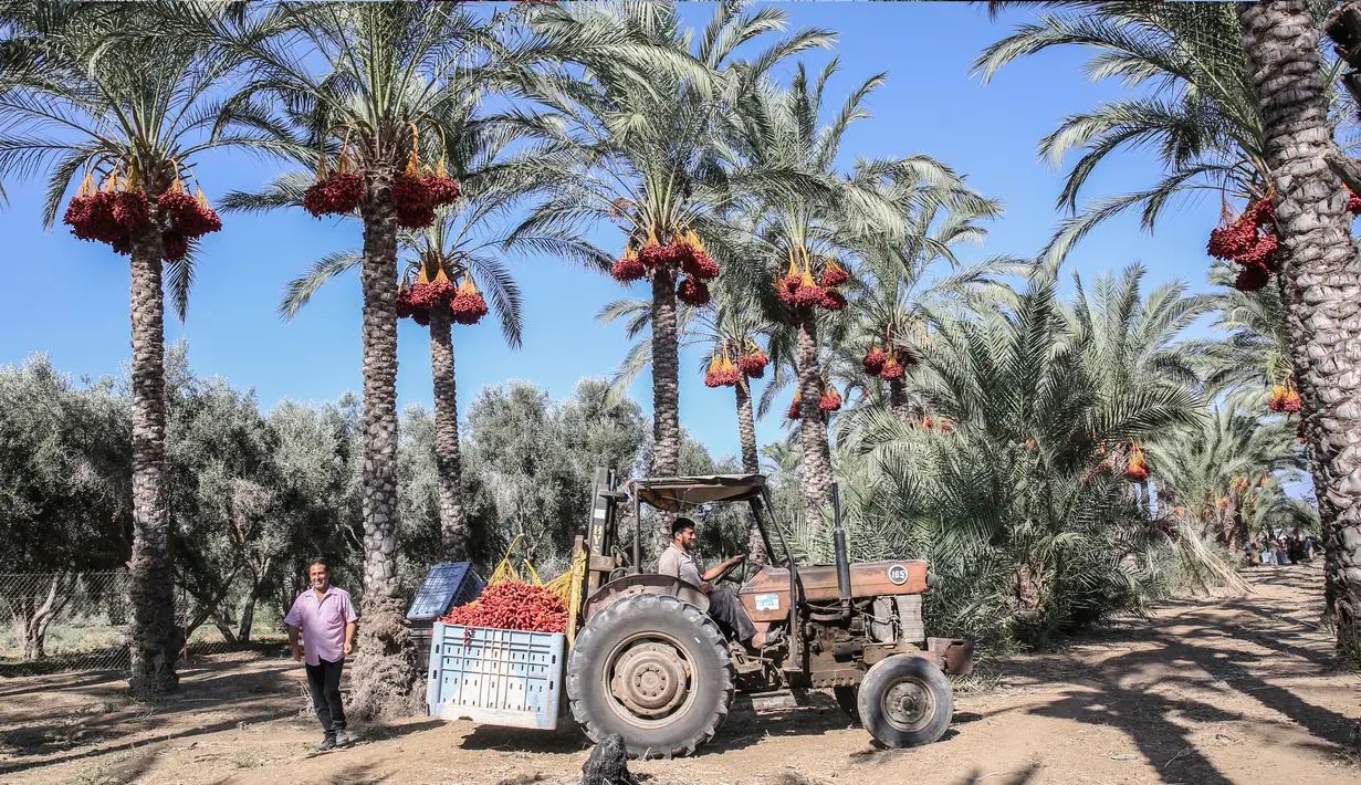 Seorang petani menggunakan alat berat membawa buah kurma selama panen tahunan di Deir al-Balah di Jalur Gaza tengah (24/9/2019). Warga Palestina yang tinggal di Deir al-Balah tengah sibuk dengan hasil panen kurmanya yang melimpah. (AFP Photo/Said Khatib)
