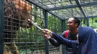 Akhir Kasus Singa Tabrak Mobil, Dua Pihak Bertemu Kini Bersahabat. Instagram tamansafari2_jatim ©2023 Merdeka.com