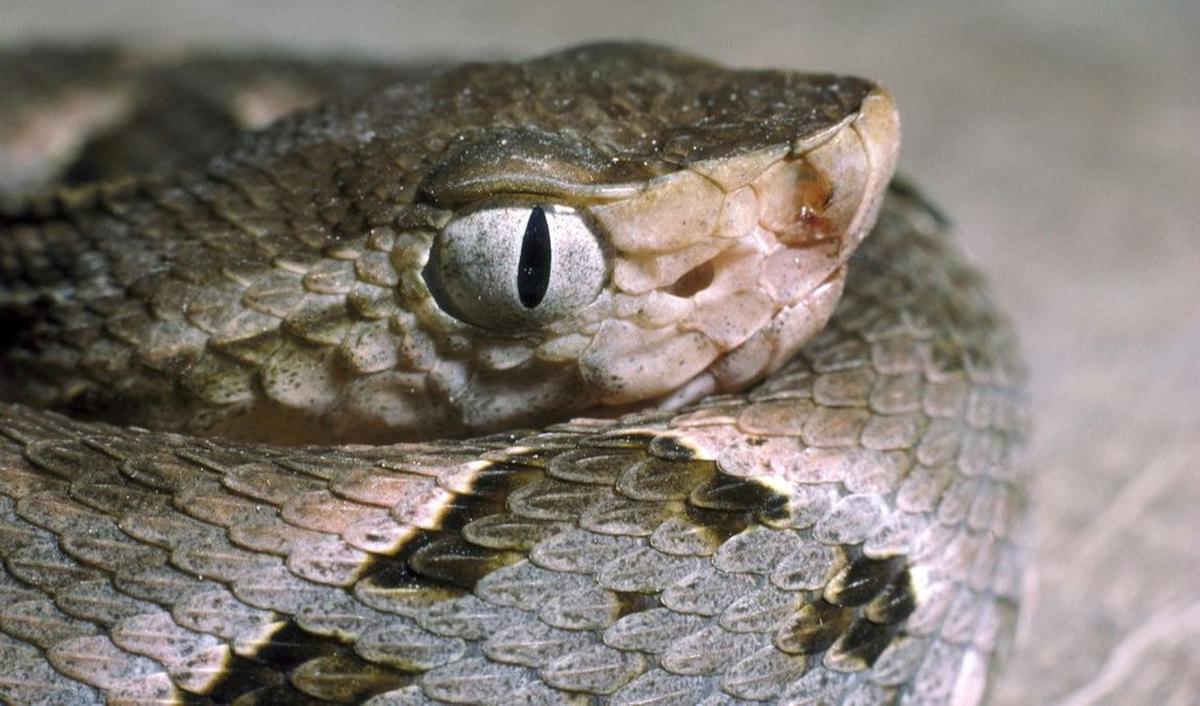 2. Fer De Lance