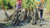 Suasana penanaman pohon mangrove di Kebun Raya Mangrove pertama di dunia (Sumber: Instagram/surabaya)