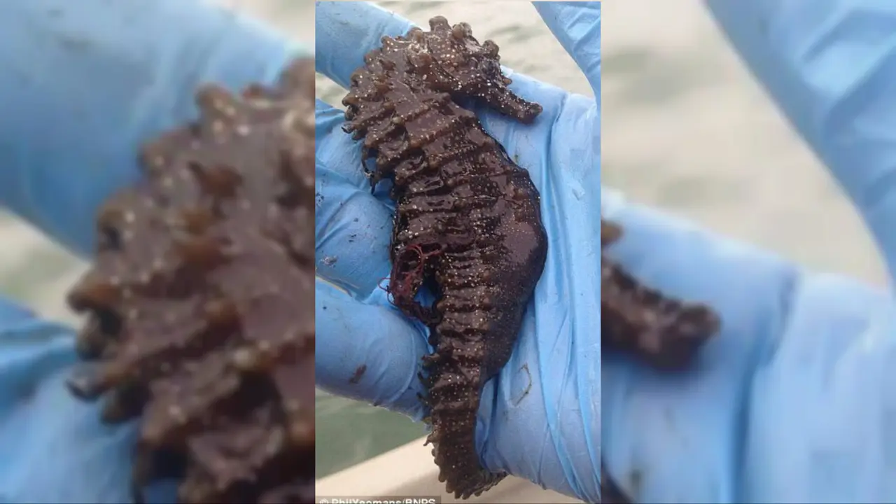 Ini Kuda Laut Terbesar di Dunia?