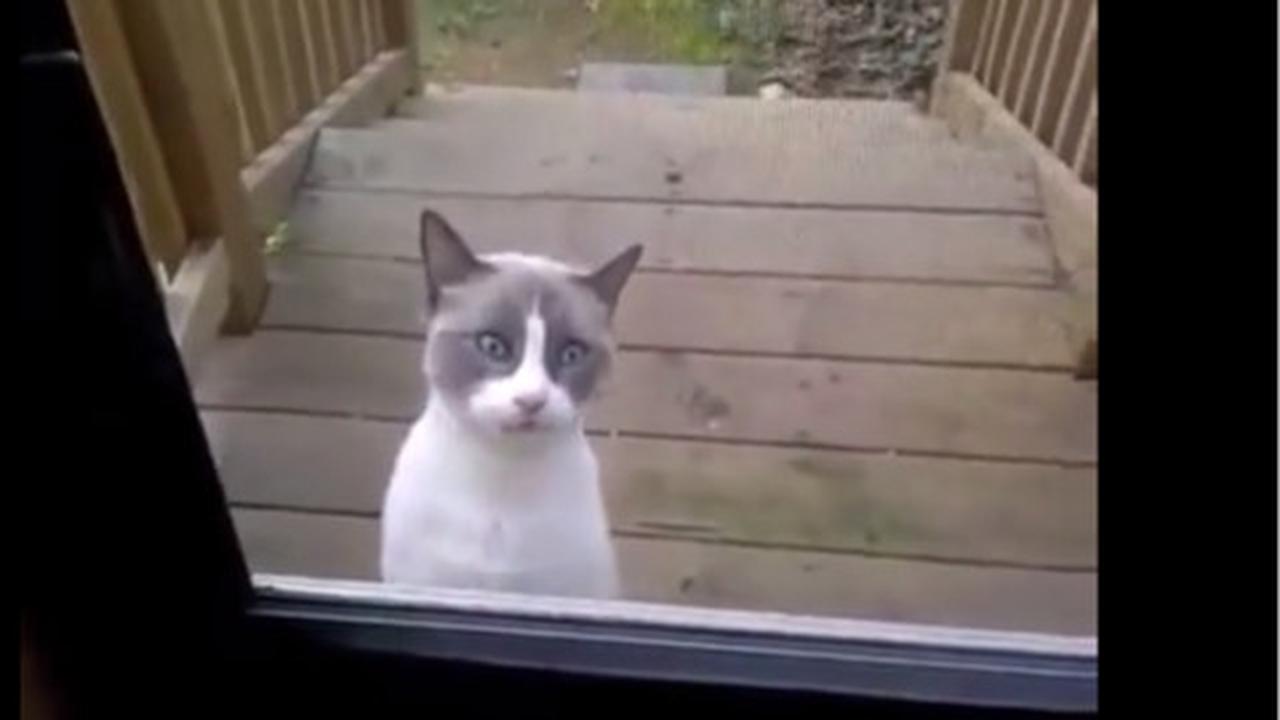 Video: suara kucing marah ini bikin pendengarnya tertawa