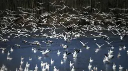 Sekawanan angsa salju terlihat di Kawasan Pengelolaan Satwa Liar Middle Creek, Lancaster County, Pennsylvania, Amerika Serikat, Sabtu (22/2/2020). Ribuan pengamat burung memenuhi Kawasan Pengelolaan Satwa Liar Middle Creek untuk menyaksikan migrasi angsa salju. (Xinhua/Qin Lang)