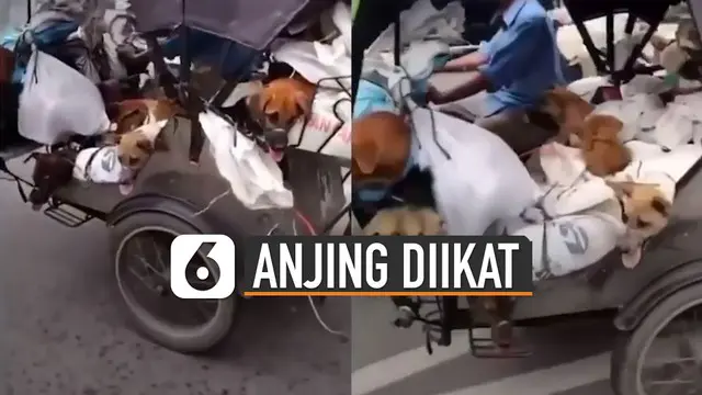 VIDEO: Viral Anjing-Anjing Terikat di Atas Becak Motor