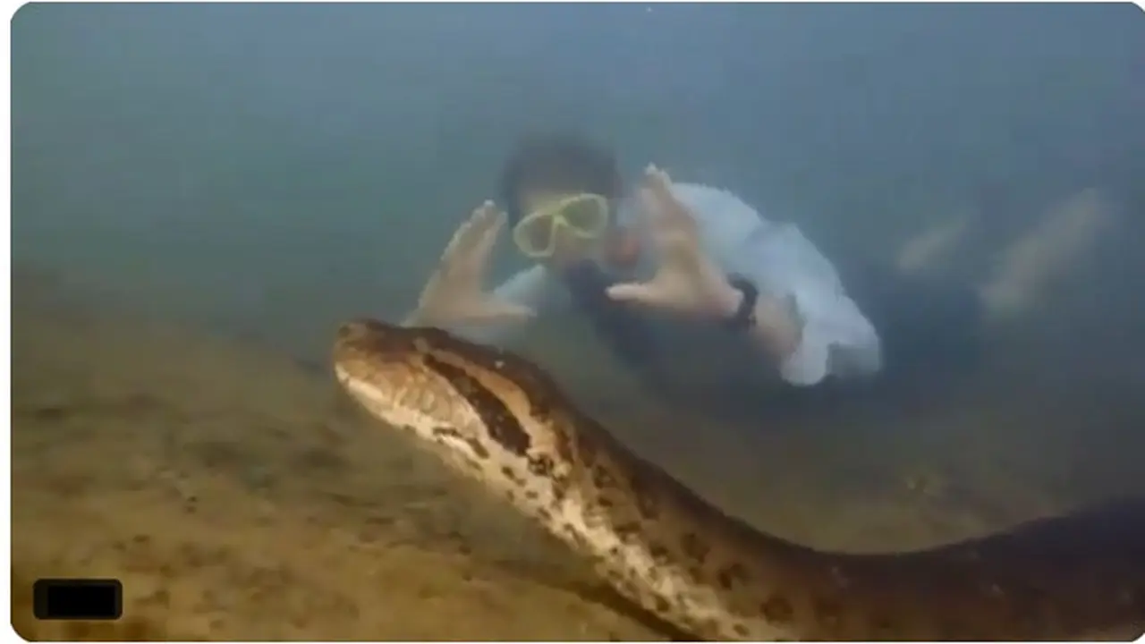 Anaconda Terbesar di Dunia Ditemukan di Amazon, Ukuran Bisa Lebih dari 7 Meter