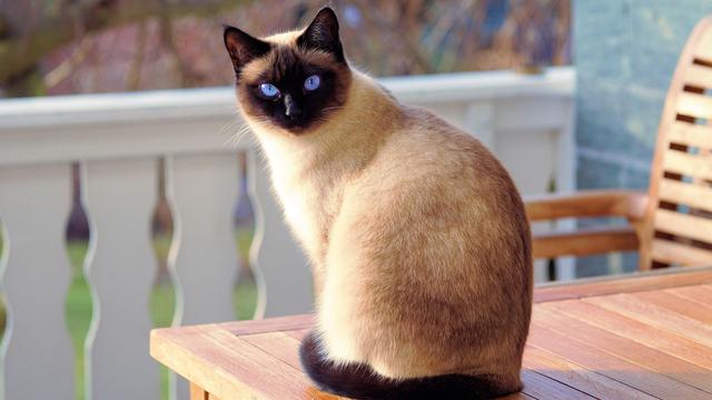 Siamese cat