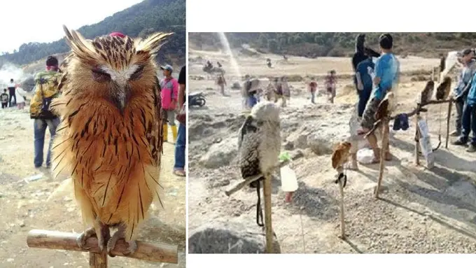 [Bintang] Burung hantu di Dieng