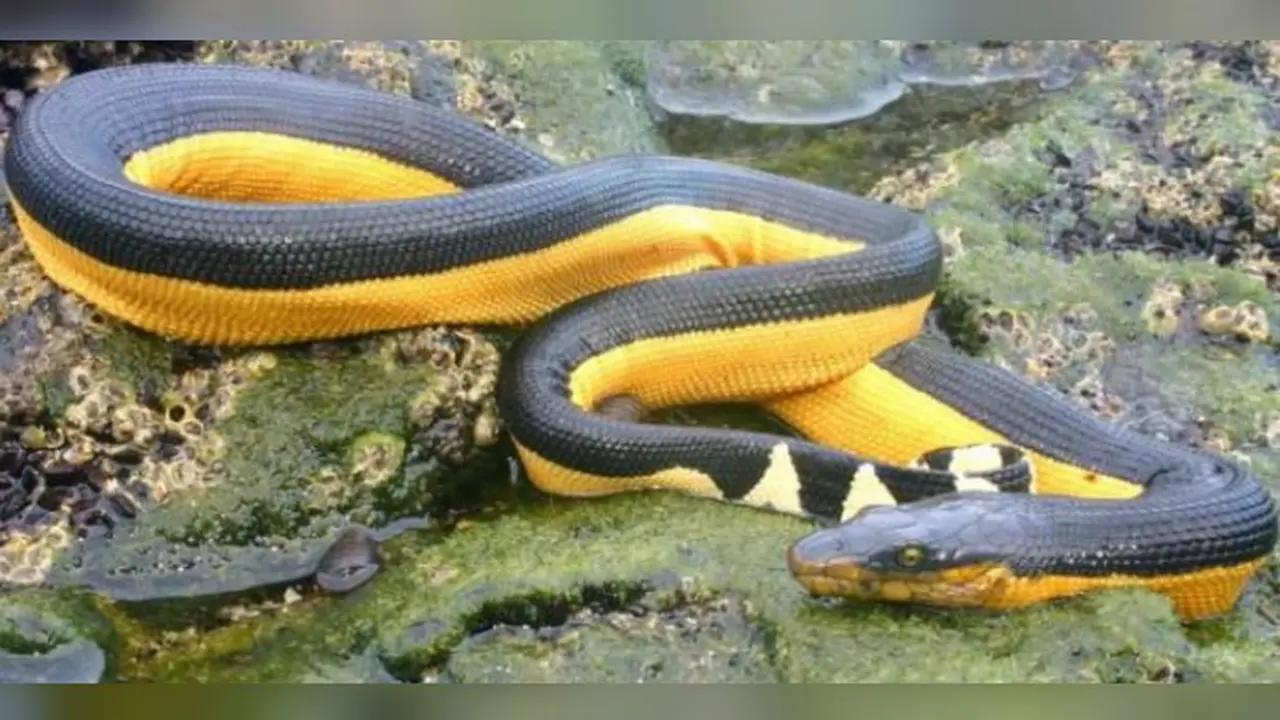 Ilustrasi ular yellow bellied (Foto: Canadajournal.net).