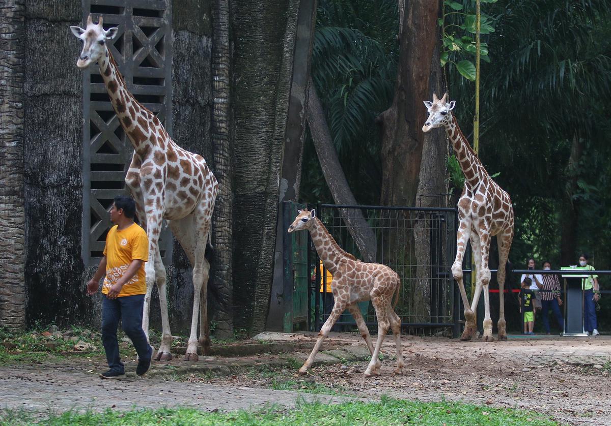 Rajaka, anak jerapah di Taman Margasatwa Ragunan