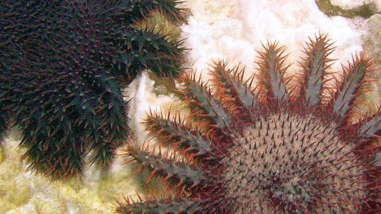 2. Crown-of-Thorns Starfish (Acanthaster spp.)<br>