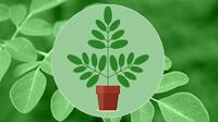 Kelor atau disebut dalam bahasa latin sebagai moringa oleivera ini memiliki daun berbentuk bulat telur berukuran kecil. Apa saja manfaatnya?