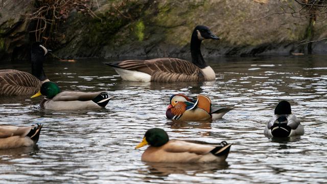 Bebek mandarin di New York