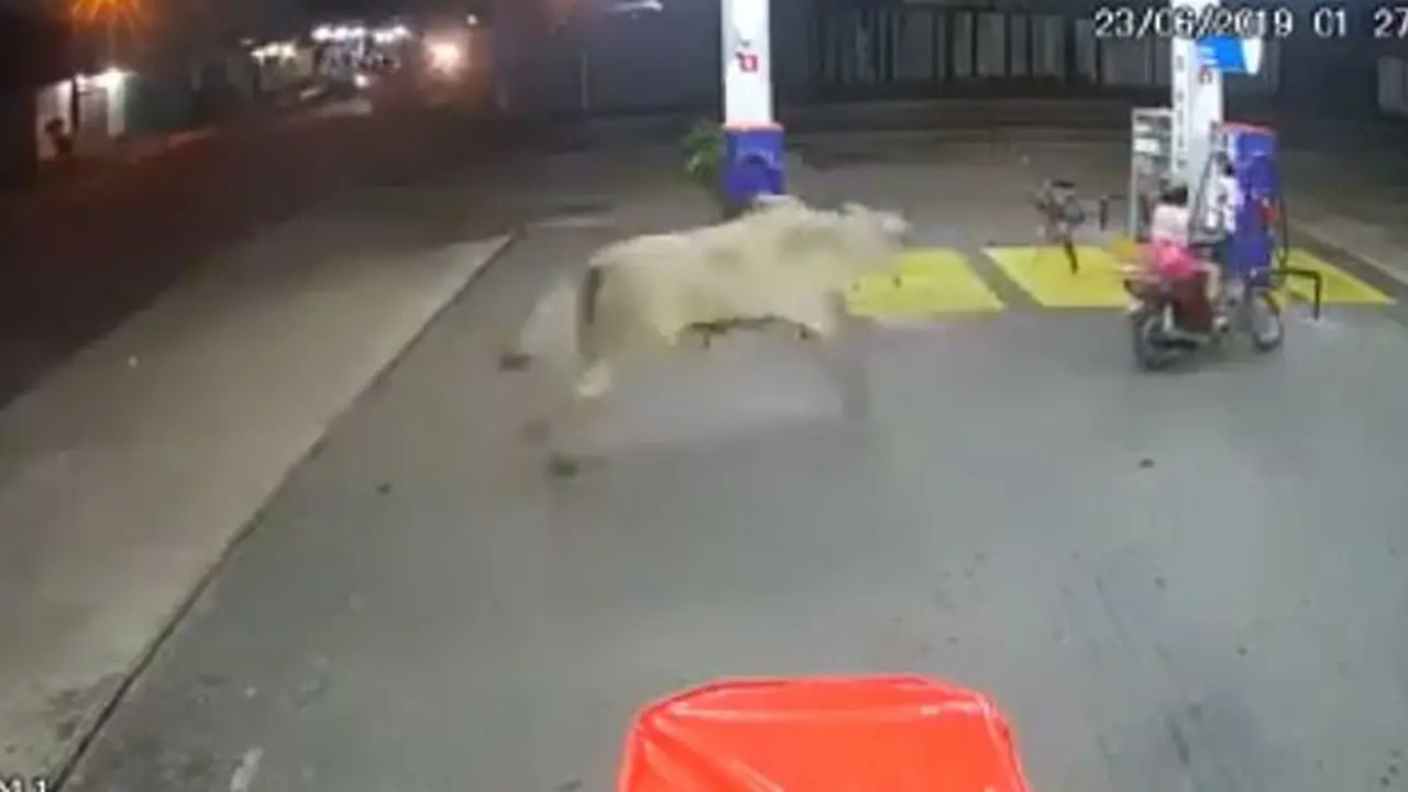 Sapi mengamuk di SPBU